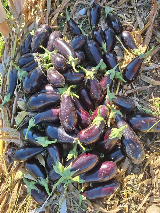 Vinete Netratate Chimic