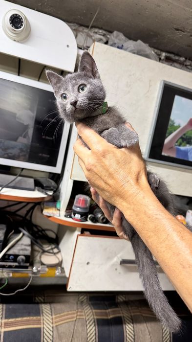Ищет дом котёночек