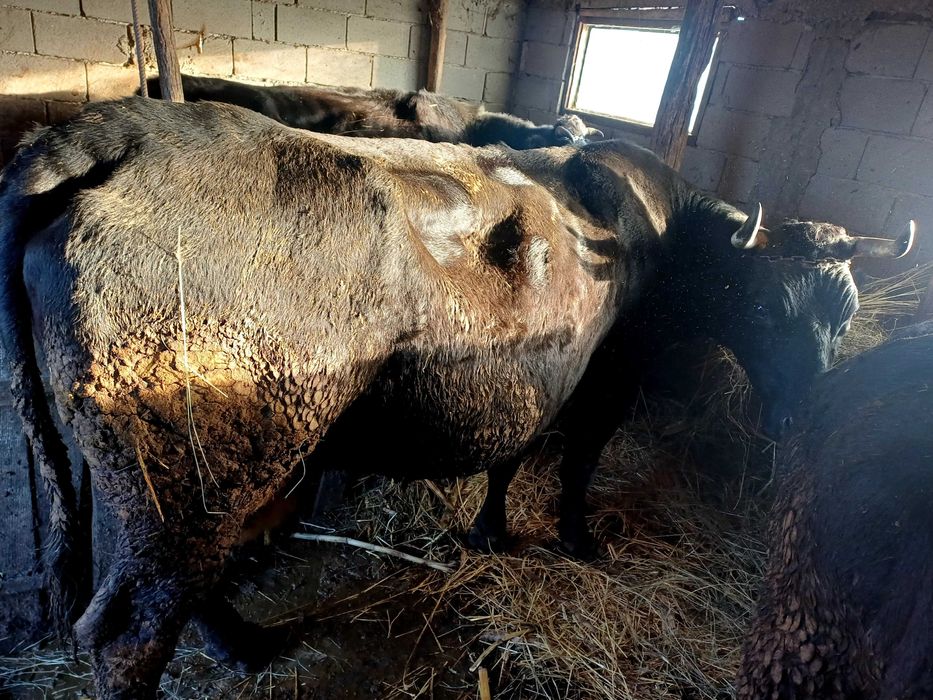 Taur  si o vaca de vânzare