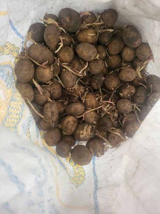 Семенную картошку