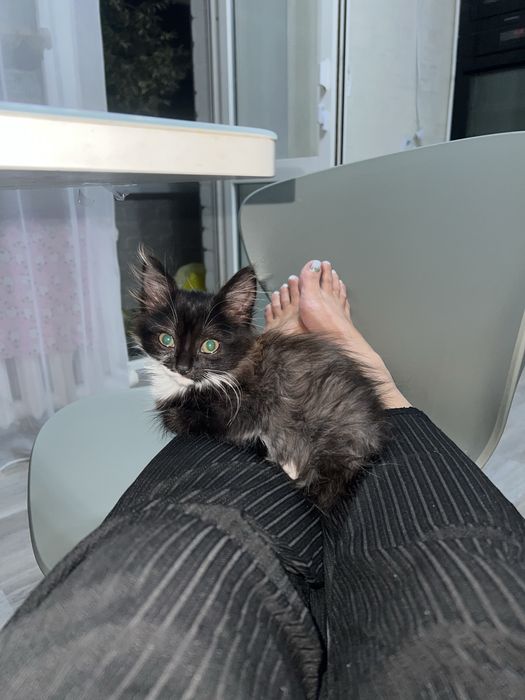 Отдам котенка в любящие руки