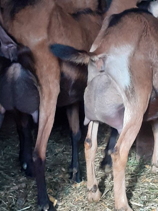 Vând capre alpin francez