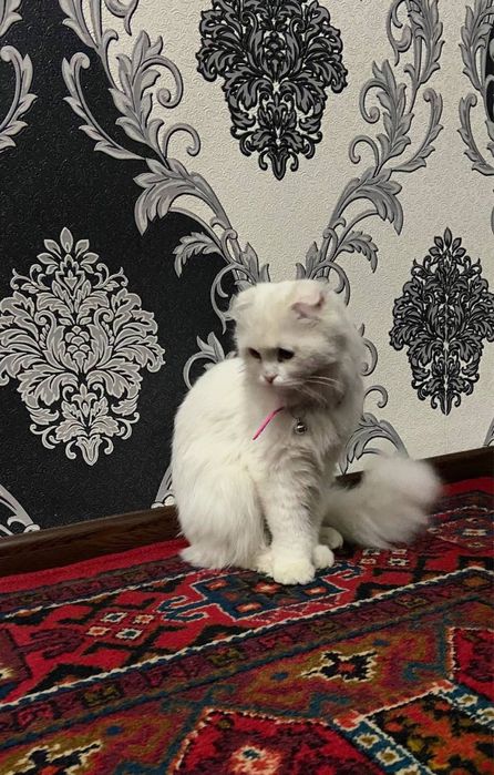 Мушук парода сотилади