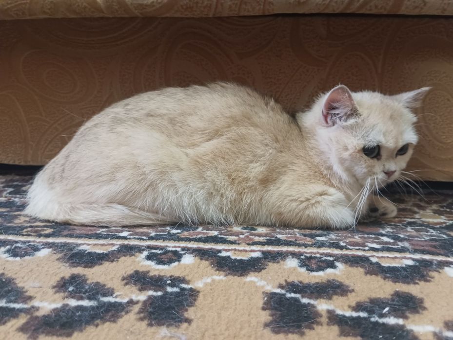 Британский короткошерстный — котёнок 6 мес.
