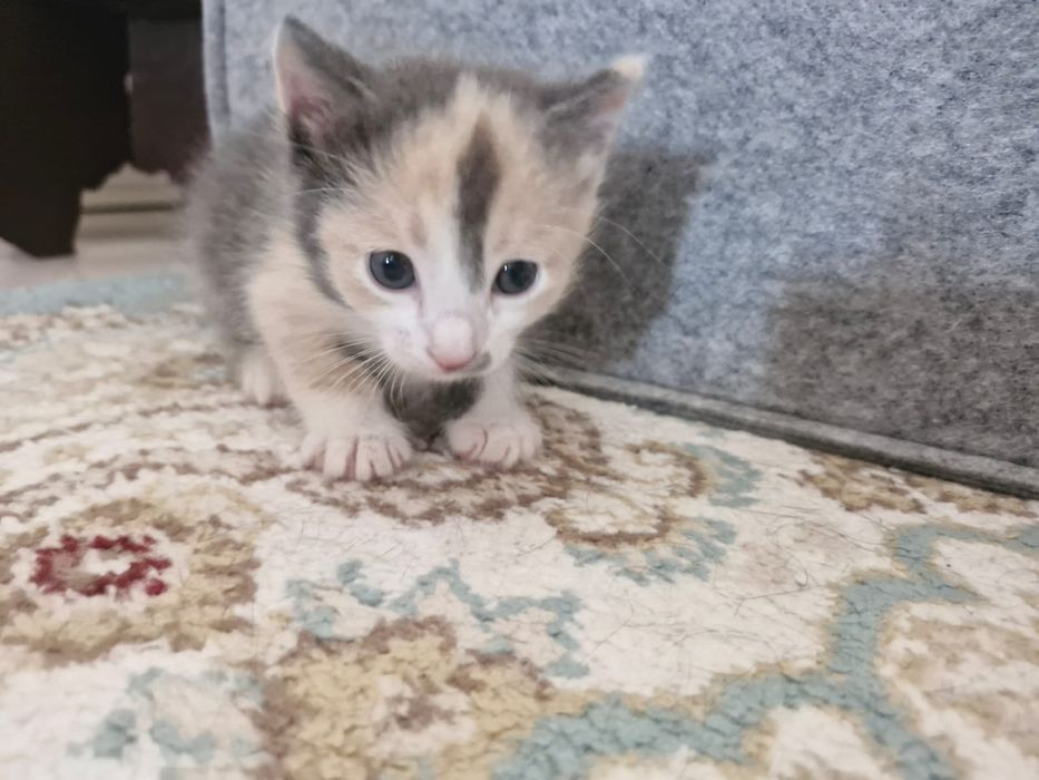 Отдам котёнка кошку в добрые руки