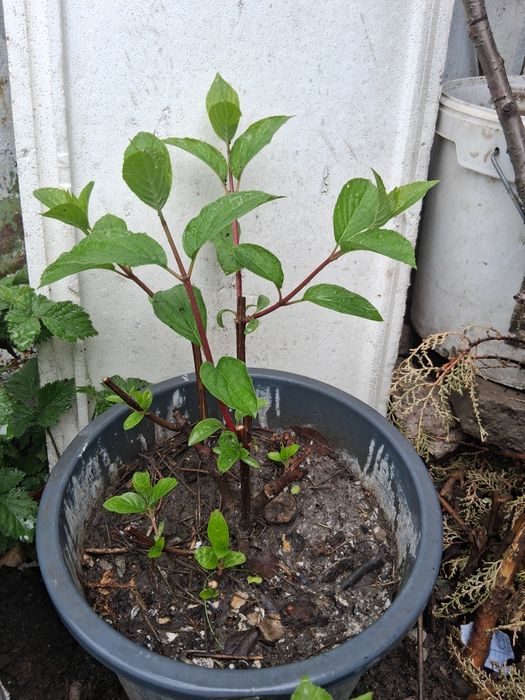 Гортензии метельчатая.