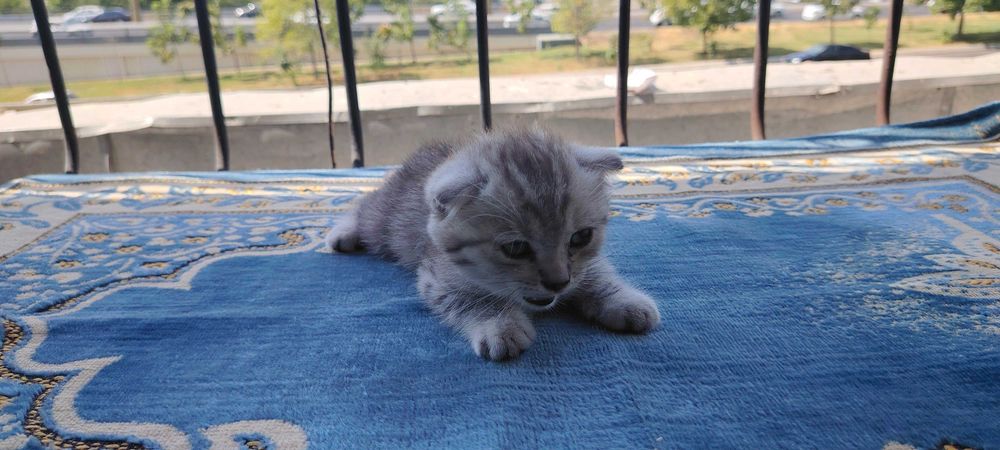 Продается котенок Scottish Fold