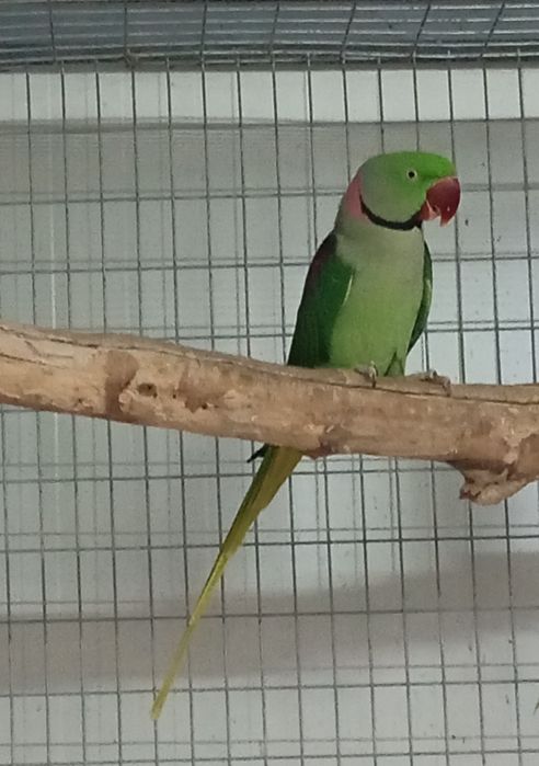 Papagal marele Alexandru