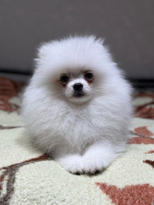 Белоснежный мальчик шпиц