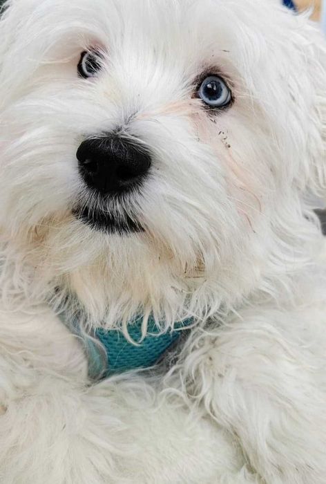Bichon Maltez ochii albastri
