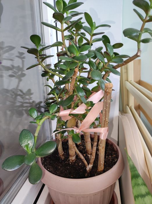 Денежное дерево/Толстянка/Крассула