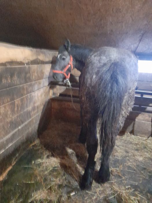 Vand 2 manze 10-11 luni