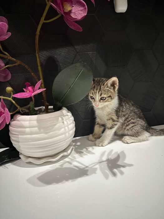 Отдам котенка девочка