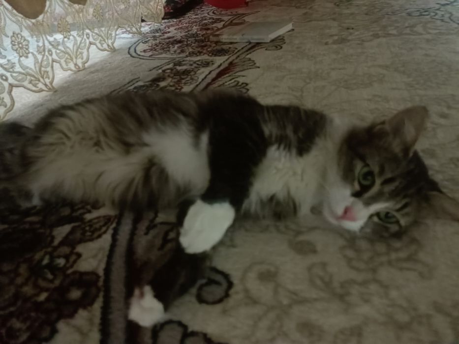 Mushuk, aralash zotli