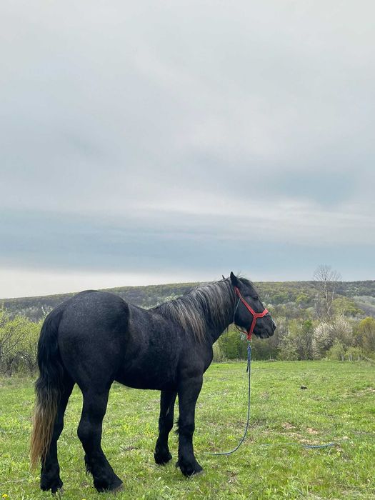 Vând armăsar PERCHERON!!