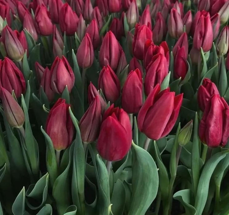 Голландские тюльпаны