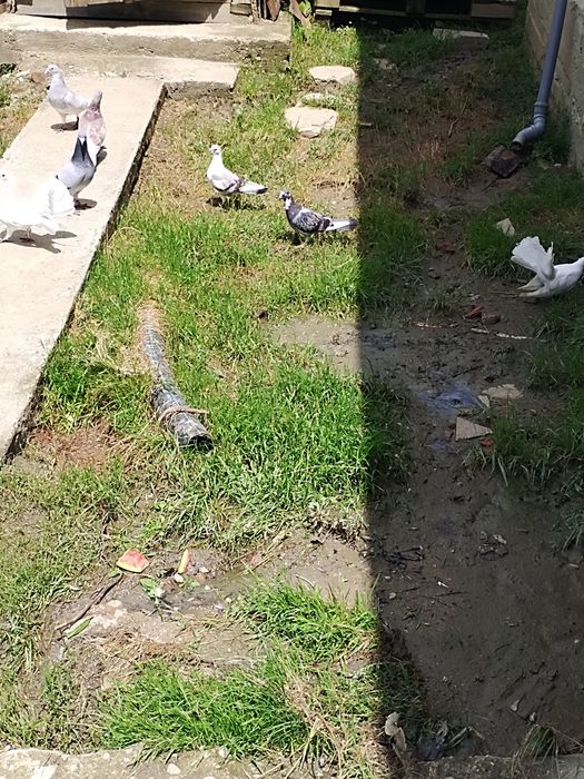 Schimb cu papagali sau prepelițe