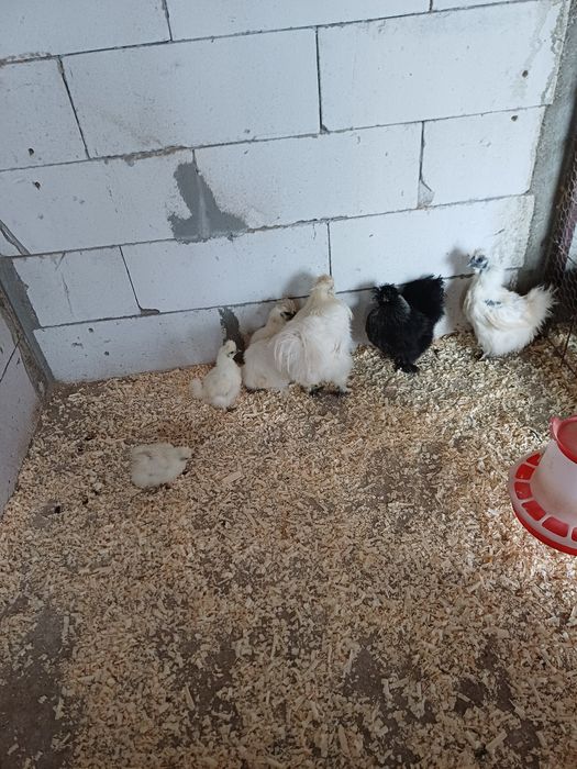 Familie mătase japoneză