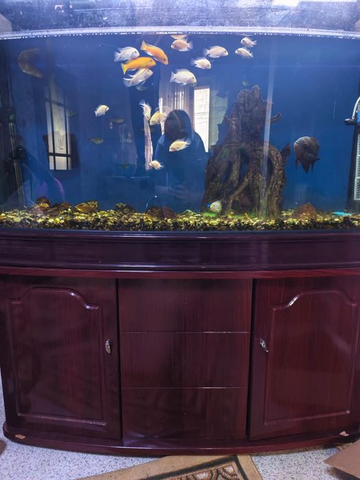 Аквариум для дома