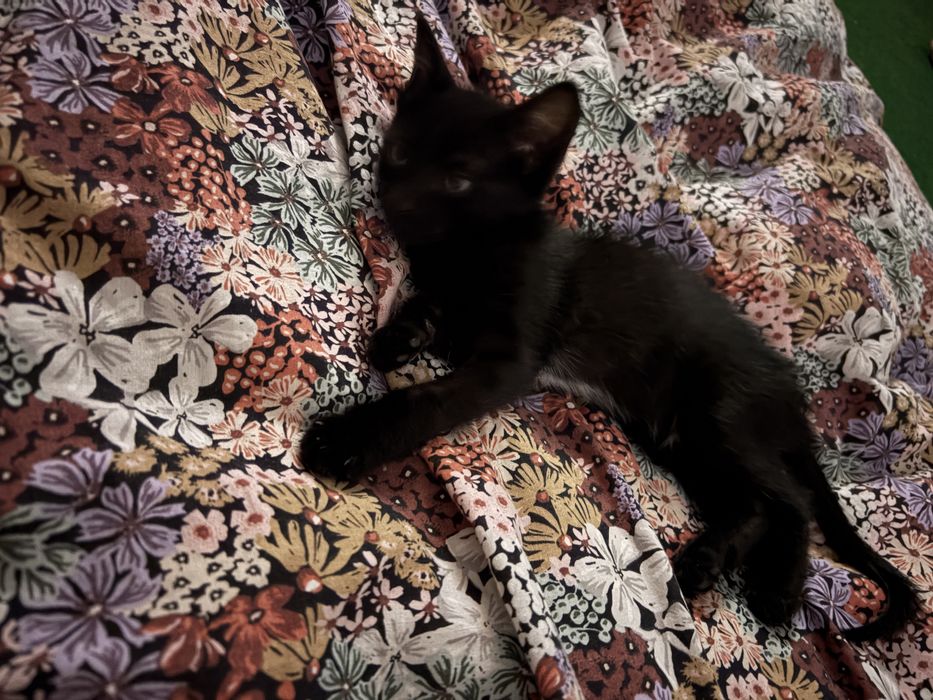 Motan varsta 2 luni spre adoptie