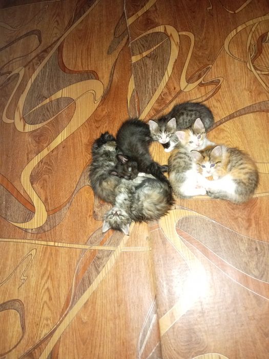 Отдам в хорошие ручки котят. Ходят в латок, кушают.