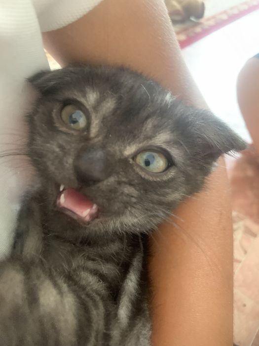 кошка шотландскии