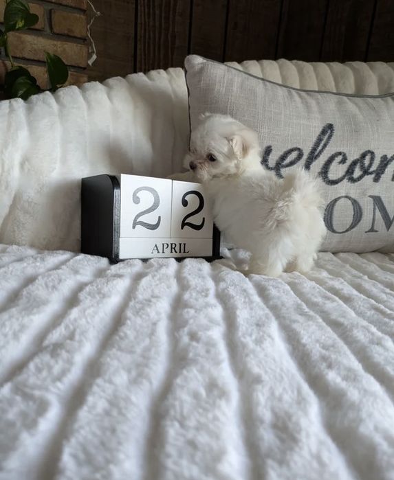 Fetita bichon maltez mini toy