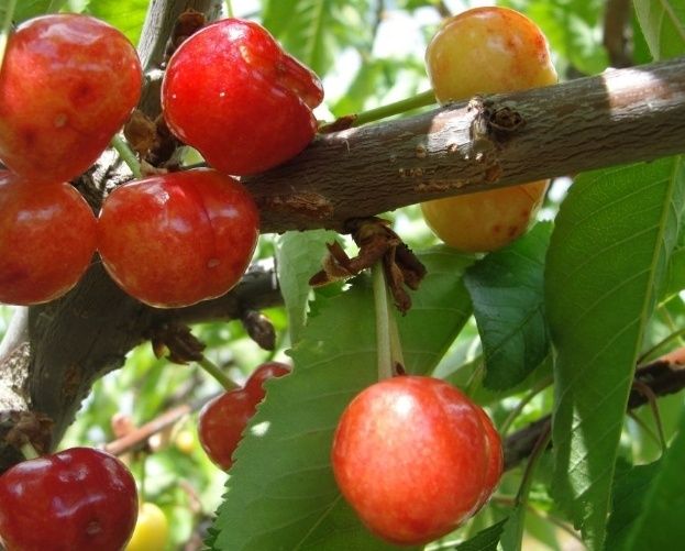 Pomi Fructiferi Străvechi Glia Strămoșească (Soiuri De Cires )