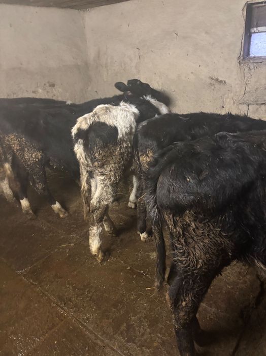 De vânzare 5 vitele