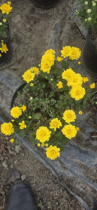Vand  Crizanteme multiflore