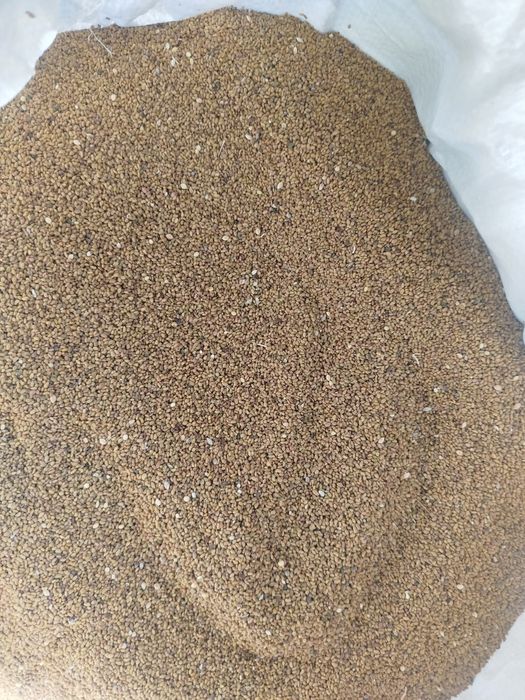 Beda urugʻi sotaman