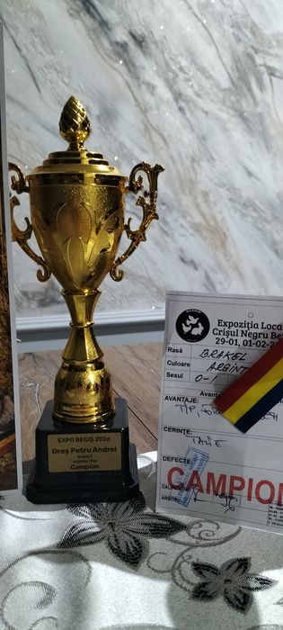 Ouă de vânzare Brakel Argintiu