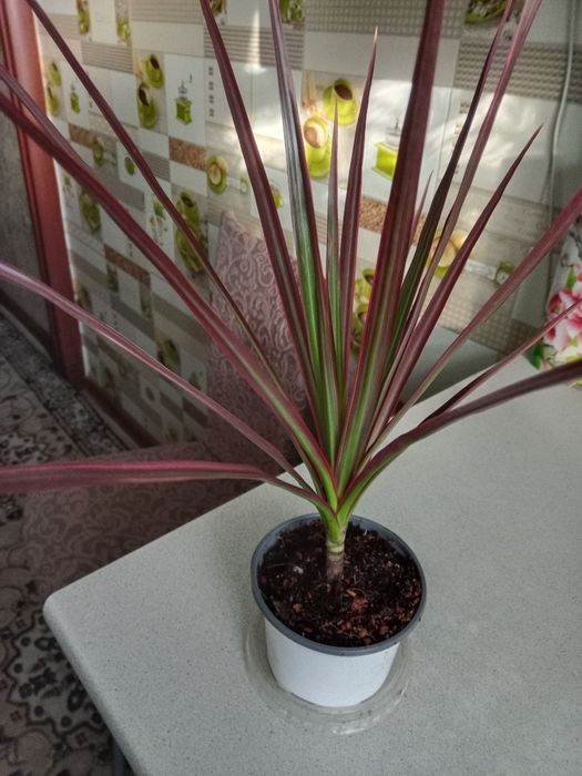 Пальму драцену продам