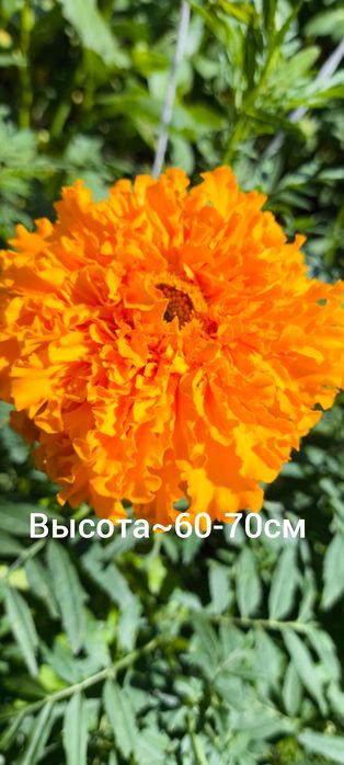 Продам рассаду бархатцев