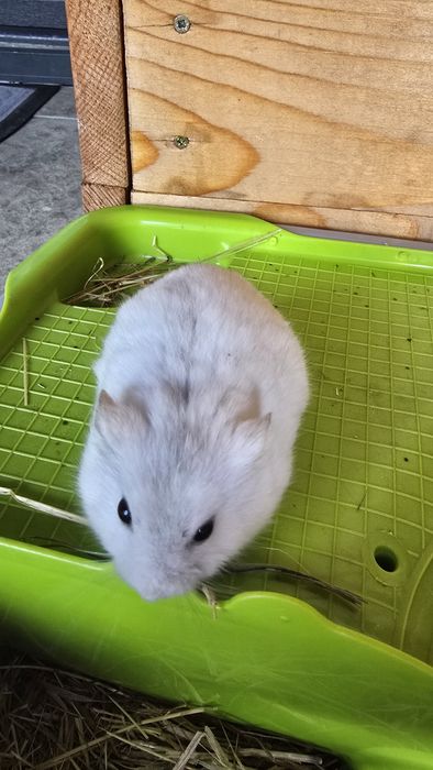 Hamster/hamster pitic