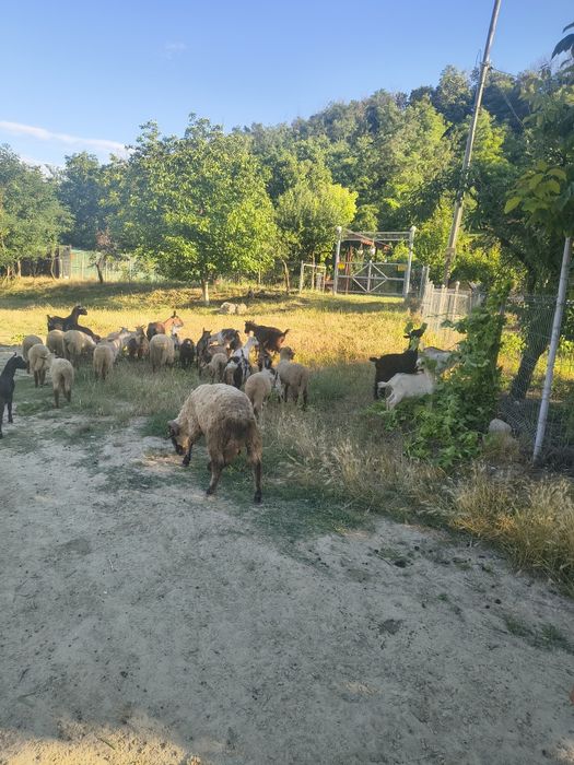 Oii , ezi două capre și un țap mare