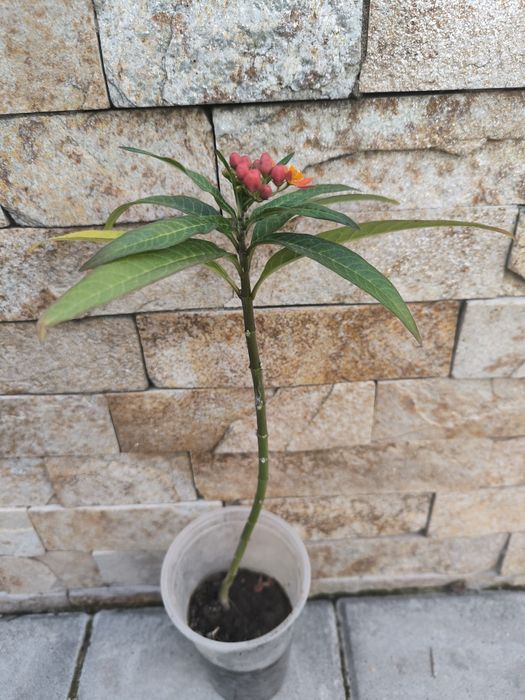 Банан Муса студоустойчив Глициния Вистерия Текома Лоницера