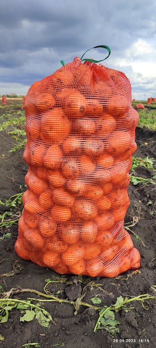 Доставка картофеля оптом и в розницу