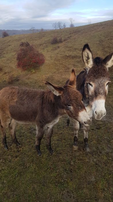 vând pui de magarita masculi și femele, magarite cu pui