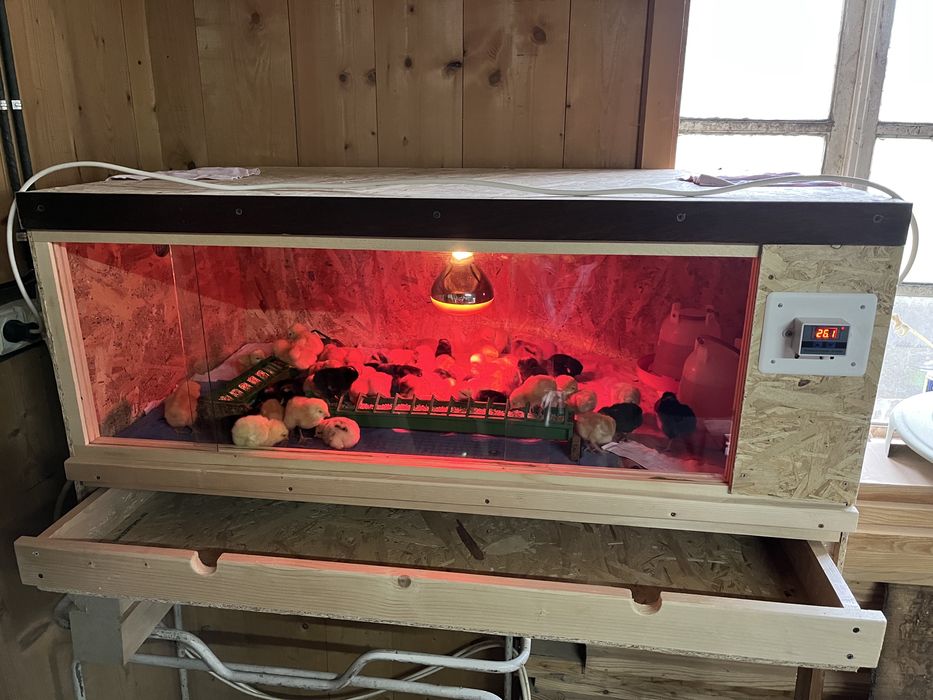 Maternitate pasari - Cusca universala pentru pui(gaină,rață,etc)