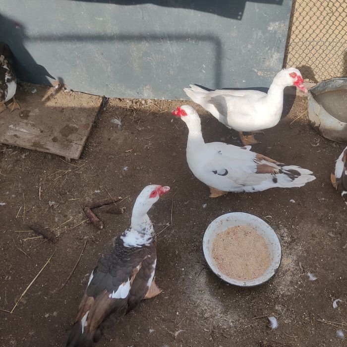 Молодые селезни индоутки