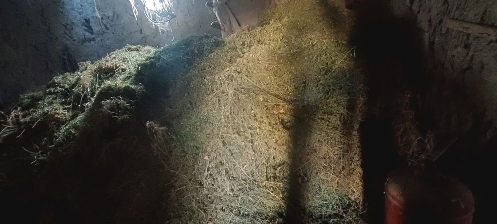 Беда  Ути сотилади