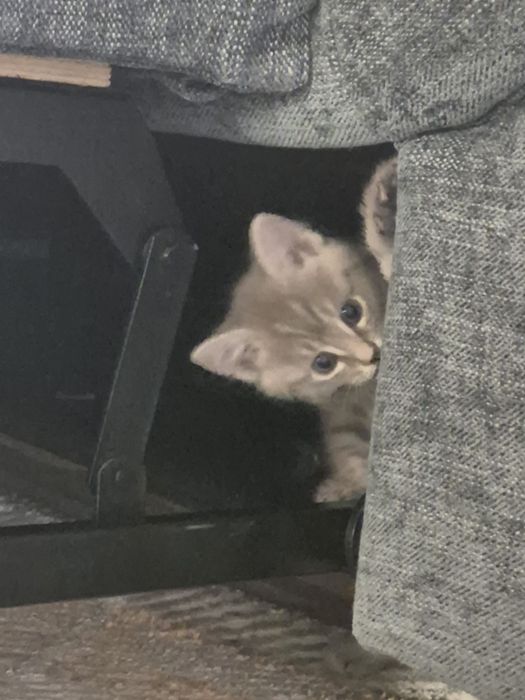 Котенок девочка продам