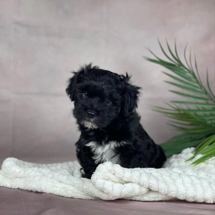 Bichon havanez fetita