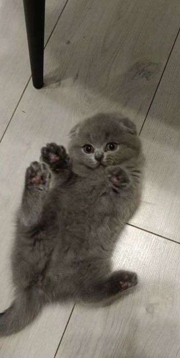 Шотландские милые котята  веслоухие и прямоухие