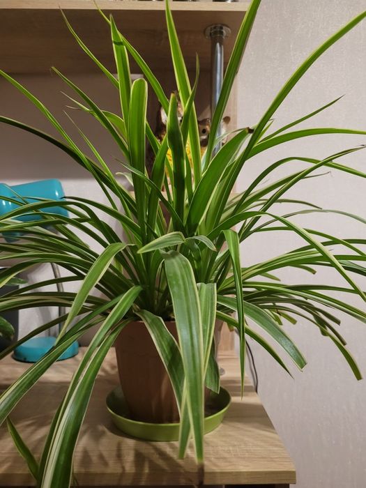 Фикус бенджамин цены разные