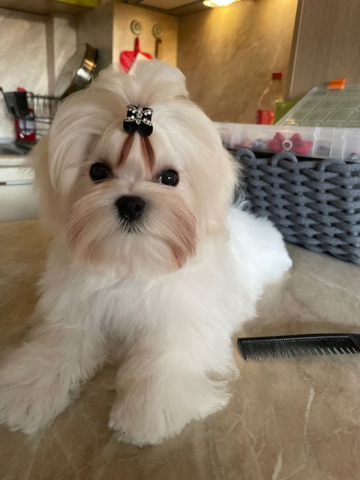 Малтезер,Йоркшир,Малтийска болонка