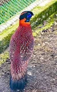 Vând fazani tragopan