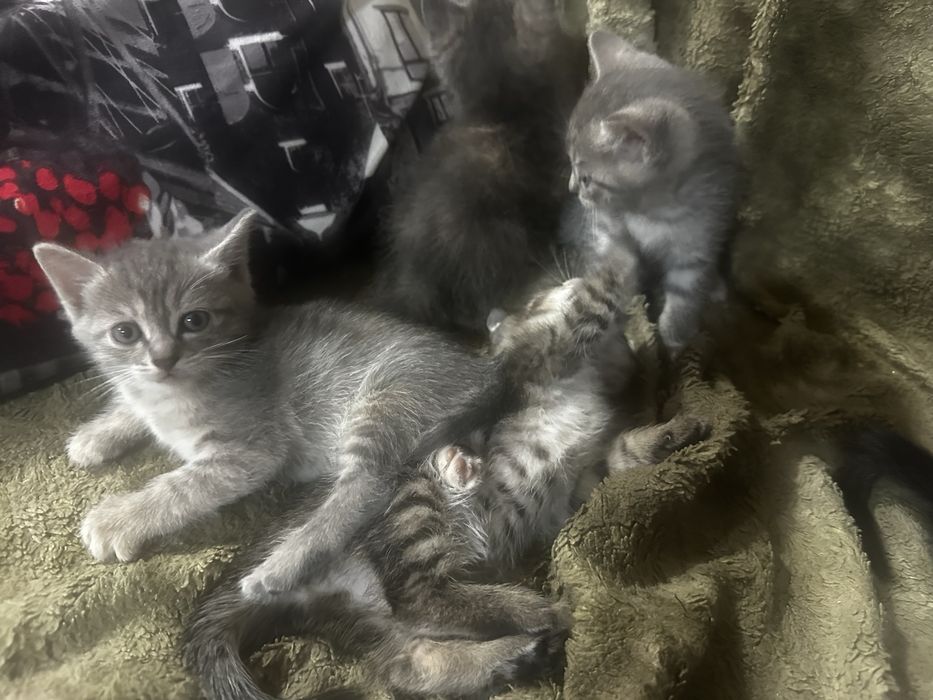 Отдам хорошеньких котят