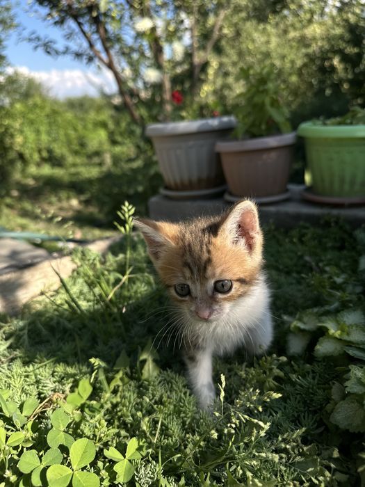 Котята девочки в добрые руки